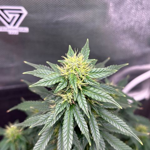 Biscotti Mintz Auto growlog photo: 39 dias de flora