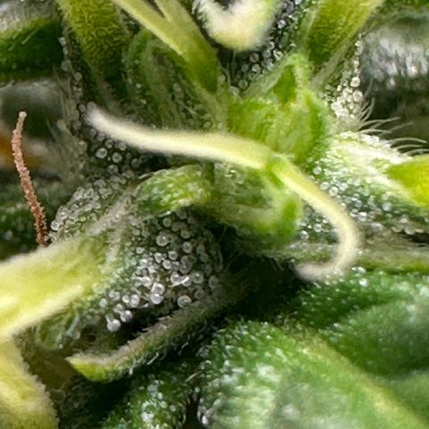 Biscotti Mintz Auto growlog photo: 39 dias de flora
