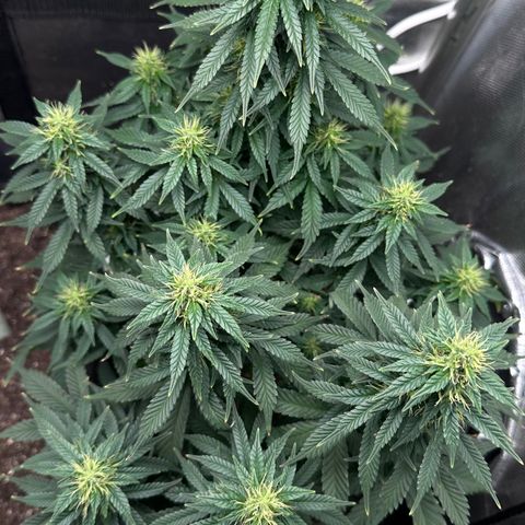 Biscotti Mintz Auto growlog photo: 39 dias de flora