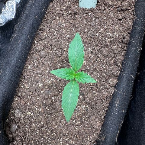 Amnésia Haze Auto  growlog timeline photo