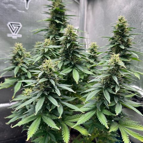 Biscotti Mintz Auto growlog timeline photo