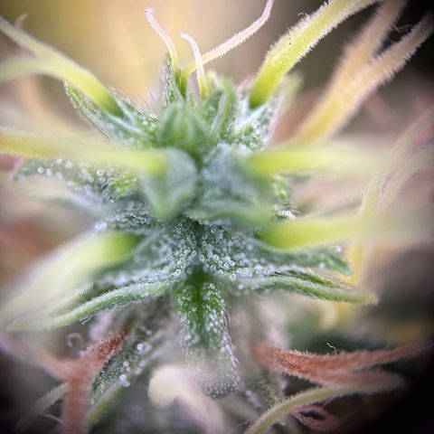 Biscotti Mintz Auto growlog timeline photo