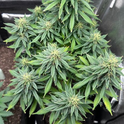 Biscotti Mintz Auto growlog timeline photo