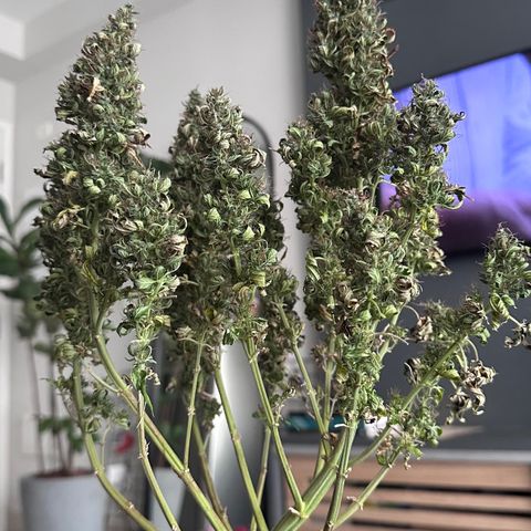 Biscotti Mintz Auto growlog timeline photo