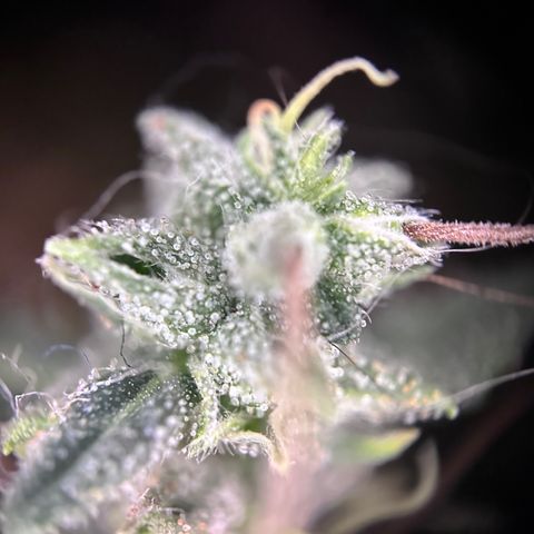 Biscotti Mintz Auto growlog timeline photo