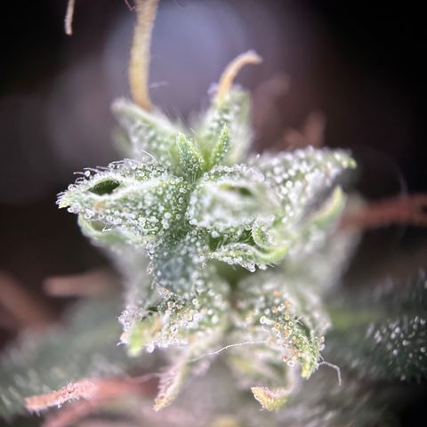 Biscotti Mintz Auto growlog timeline photo