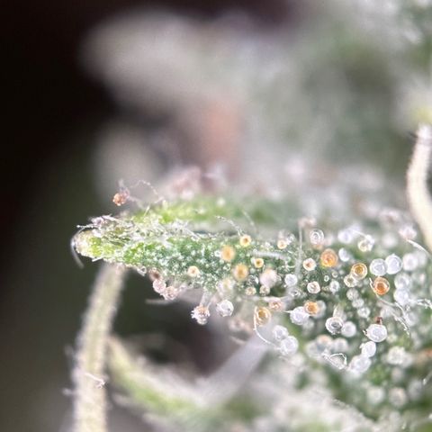 Biscotti Mintz Auto growlog timeline photo