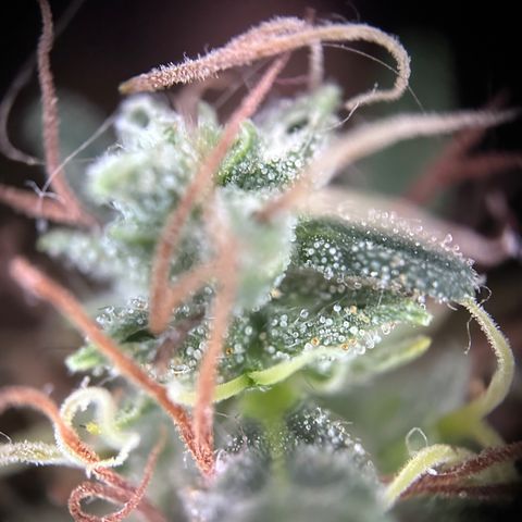 Biscotti Mintz Auto growlog timeline photo