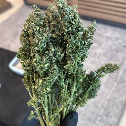 Biscotti Mintz Auto growlog timeline photo