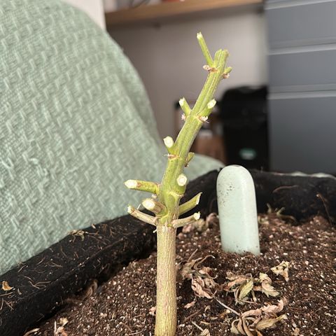 Biscotti Mintz Auto growlog timeline photo