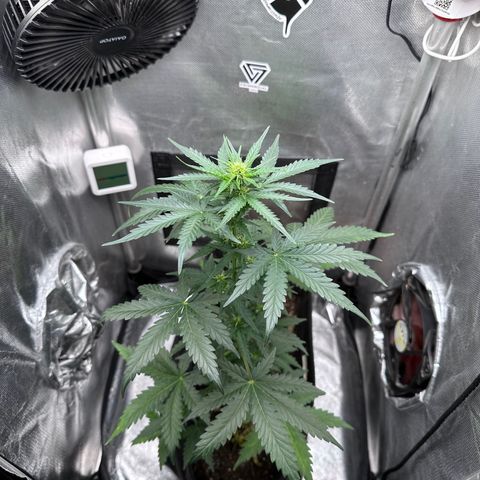 Amnésia Haze Auto  growlog timeline photo