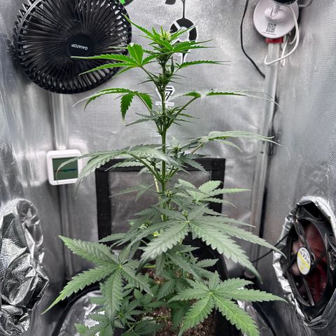 Amnésia Haze Auto  growlog timeline photo