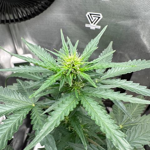 Amnésia Haze Auto  growlog timeline photo