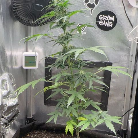 Amnésia Haze Auto  growlog timeline photo