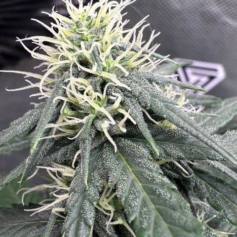 Amnésia Haze Auto  growlog timeline photo