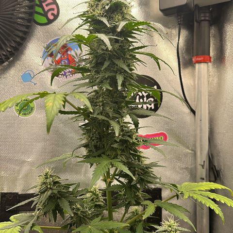 Amnésia Haze Auto  growlog timeline photo