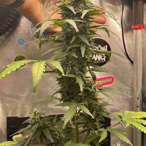 Amnésia Haze Auto  growlog timeline photo