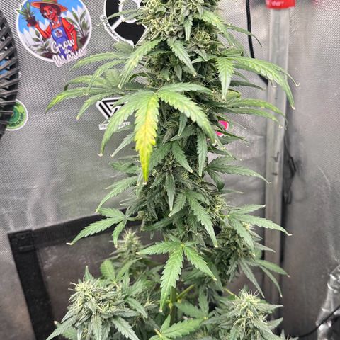 Amnésia Haze Auto  growlog timeline photo
