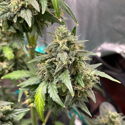 Amnésia Haze Auto  growlog timeline photo