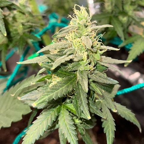 Amnésia Haze Auto  growlog timeline photo