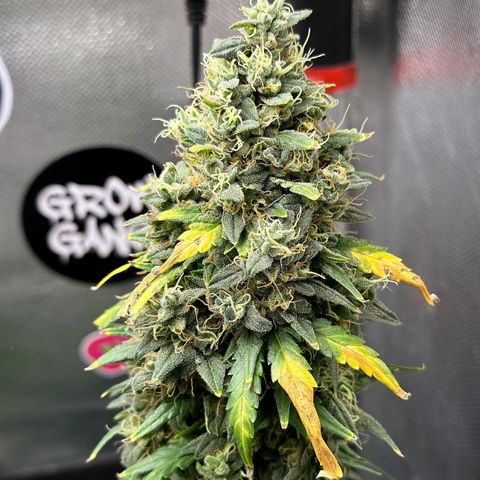 Amnésia Haze Auto  growlog timeline photo