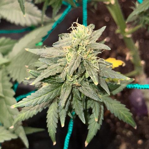 Amnésia Haze Auto  growlog timeline photo
