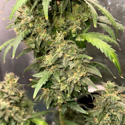 Amnésia Haze Auto  growlog timeline photo