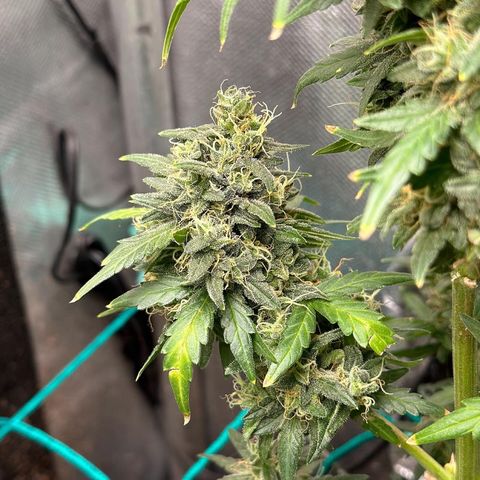 Amnésia Haze Auto  growlog timeline photo