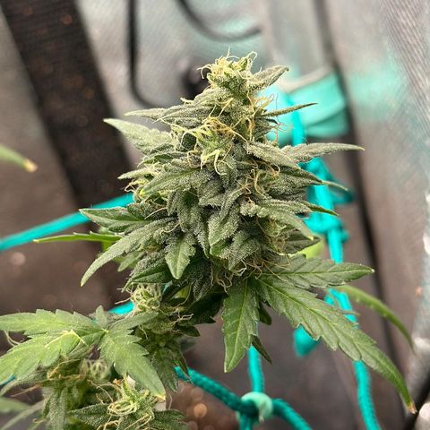 Amnésia Haze Auto  growlog timeline photo