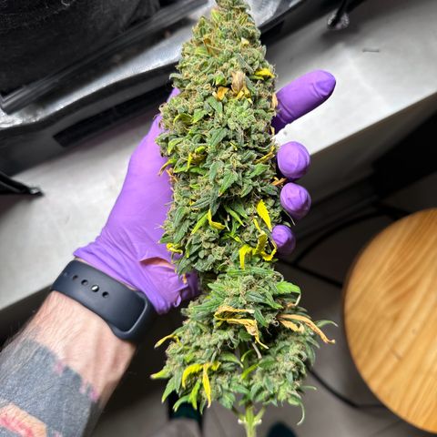 Amnésia Haze Auto  growlog photo: 62 g trimada e molhada