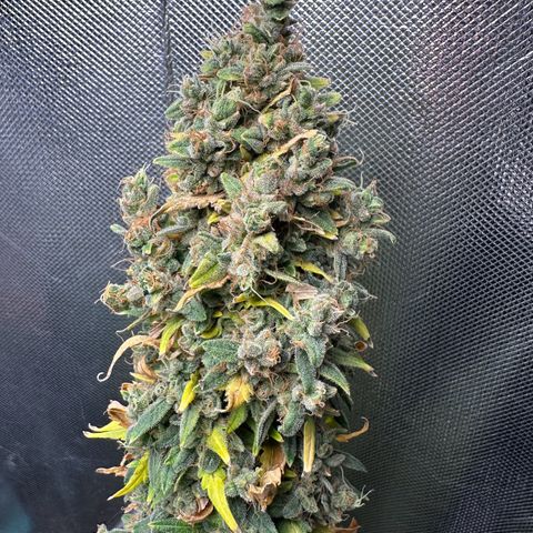 Amnésia Haze Auto  growlog photo: 62 g trimada e molhada