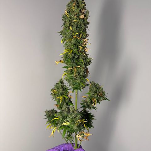 Amnésia Haze Auto  growlog photo: 62 g trimada e molhada