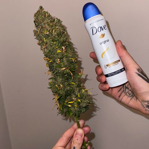 Amnésia Haze Auto  growlog photo: 62 g trimada e molhada