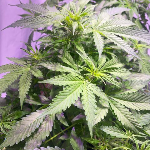 Rosane  growlog timeline photo