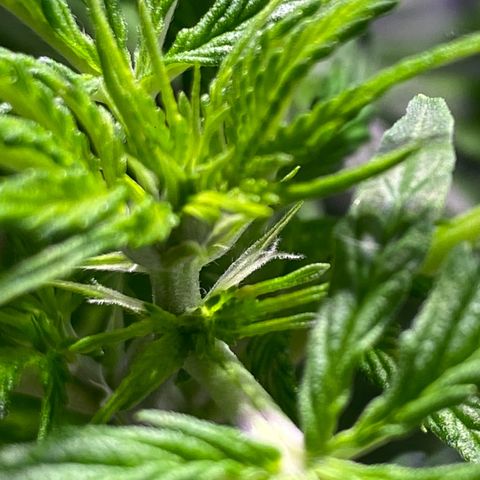 Rosane  growlog photo: Pre flora