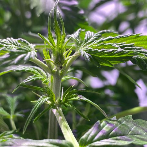 Rosane  growlog photo: Se empiezan a notar pistilos. Esta en pre flora.