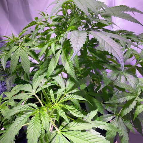 Margarete  growlog timeline photo