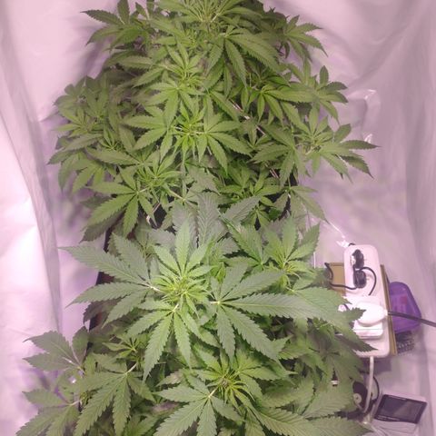 Rosane  growlog timeline photo