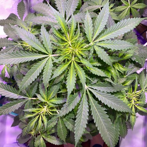 Rosane  growlog timeline photo
