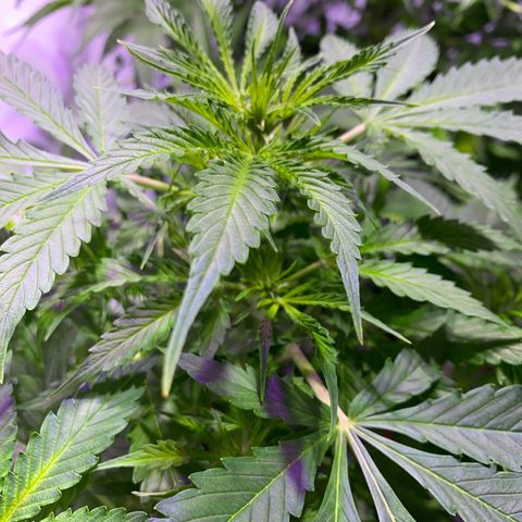 Rosane  growlog timeline photo