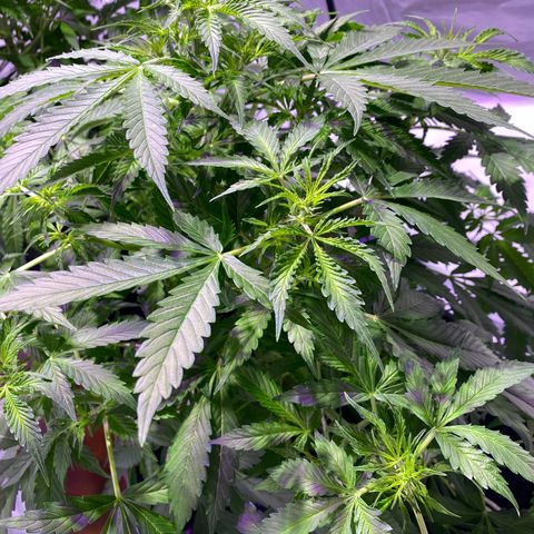 Rosane  growlog timeline photo