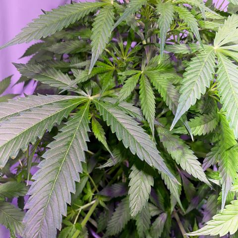 Margarete  growlog timeline photo