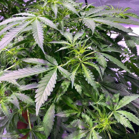 Rosane  growlog timeline photo