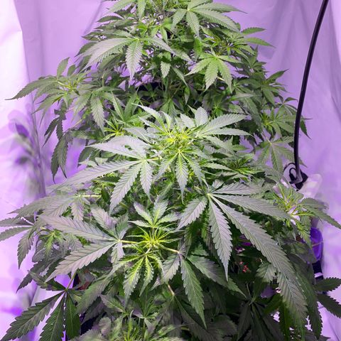 Rosane  growlog timeline photo