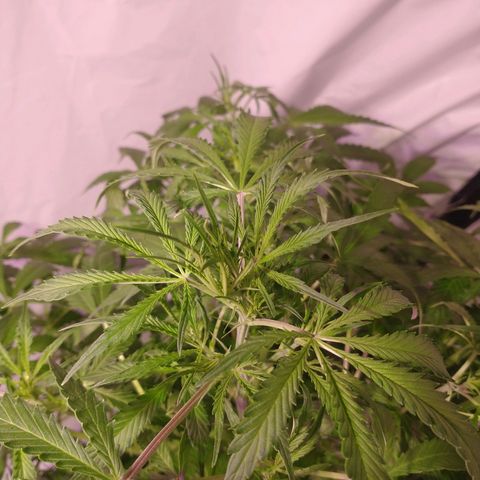 Margarete  growlog photo: Después de la poda
