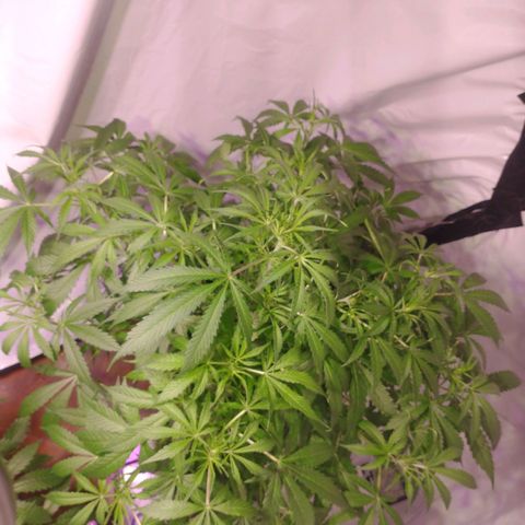 Margarete  growlog photo: Después de la poda