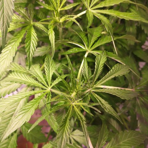 Margarete  growlog photo: Después de la poda