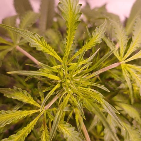 Rosane  growlog timeline photo