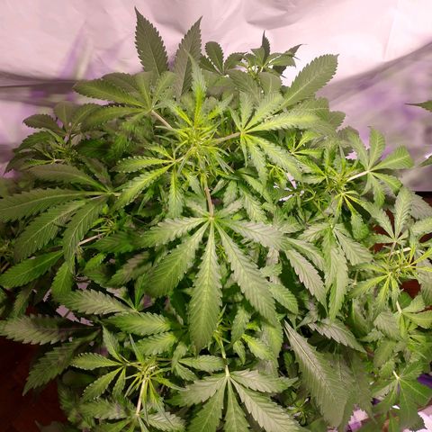 Rosane  growlog timeline photo
