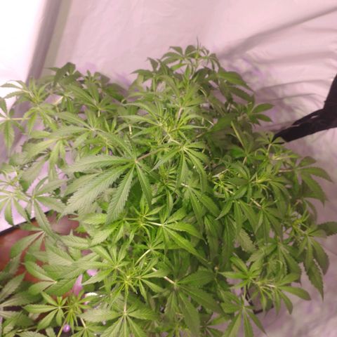Margarete  growlog photo: Después de la poda
